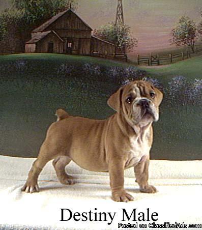 Registered English Bulldog Puppies For Sale