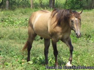Registered horses for sale - Price: $1000 and up