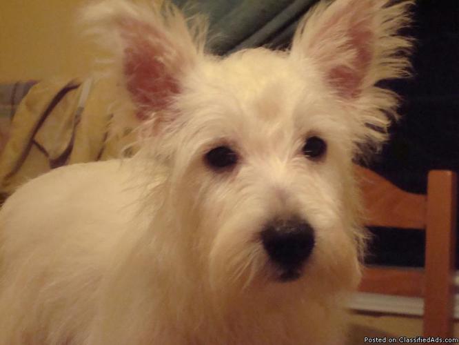 Registered Male West Highland Terriers - Price: 425.00
