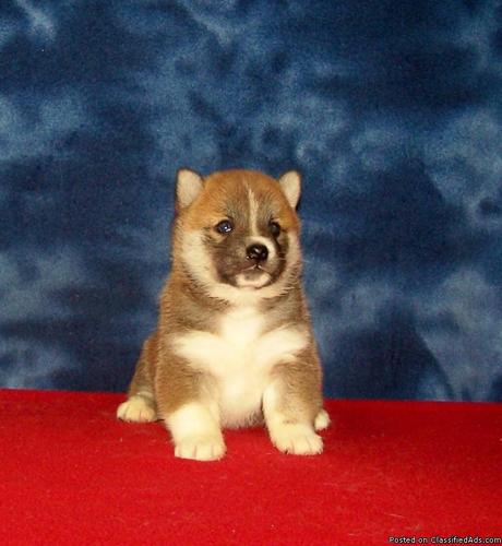 Registered Shiba Inu Puppies Price 600 00 For Sale In Vici