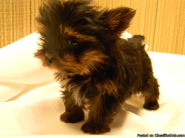 Registered Tiny Yorkie Puppies - Price: 1000