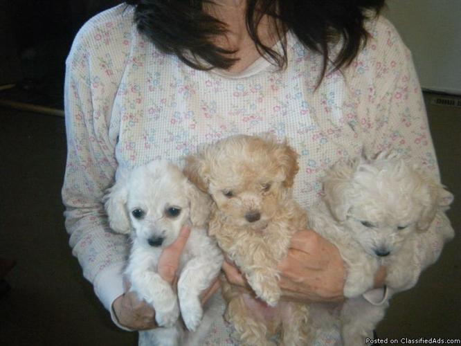 Registered Toy Poodle Puppies For Sale - Price: $650
