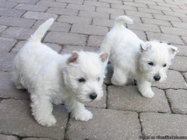 Registered/ Trained MALE West Highland Terrier (Westies) 10 weeks - Price: 420
