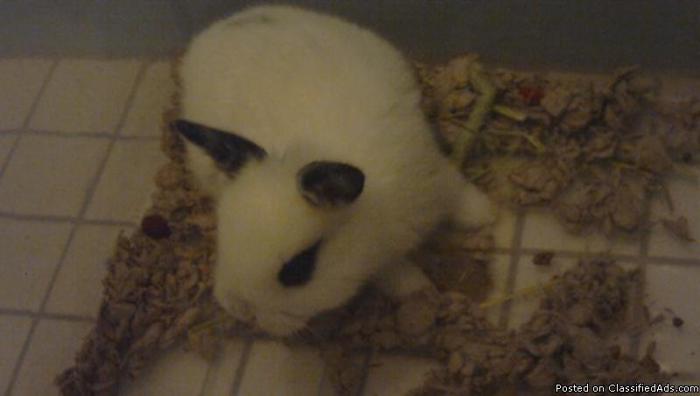 Rehoming Baby Bunny - Price: $30