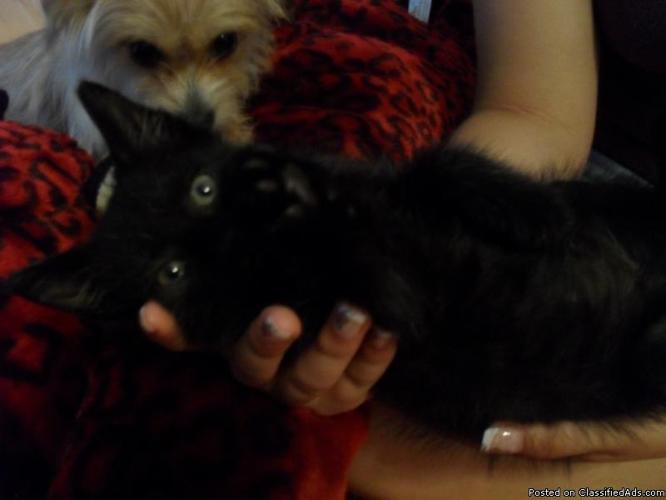 Rescued Lovable kitten - Price: Free