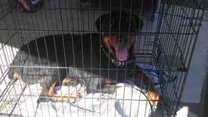 Rottweiler 2 years old male - Price: 100