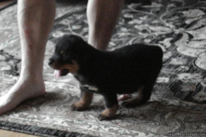 rottweiler pup 8 week old male - Price: 550.00