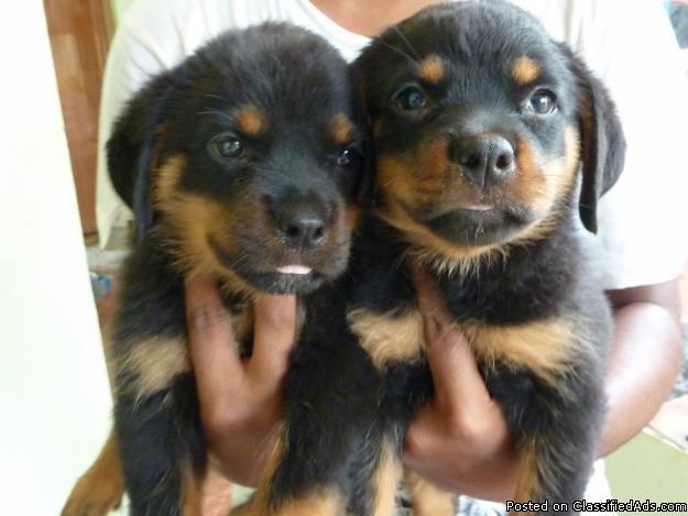 Rottweiler Puppies For Adoption - Price: 200