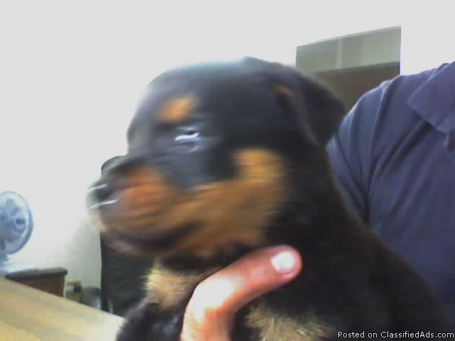 ROTTWEILER PUPPIES FOR SALE - Price: 500.00