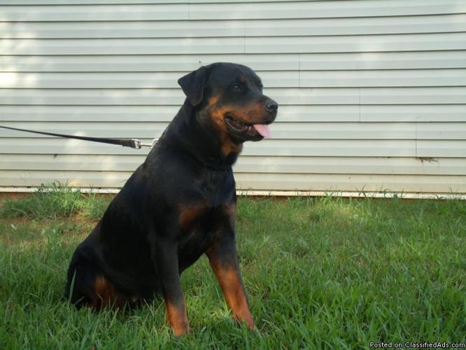 Rottweiler Puppies For Sale Price 600 For Sale In Covington Georgia Best Pets Online