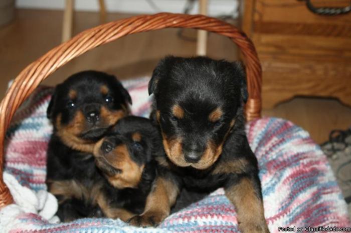 Rottweiler Puppies Ready for Christmas Giving! - Price: $ 500.00