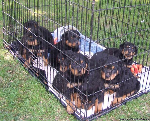 Rottweiler Puppies ready to go - Price: $325