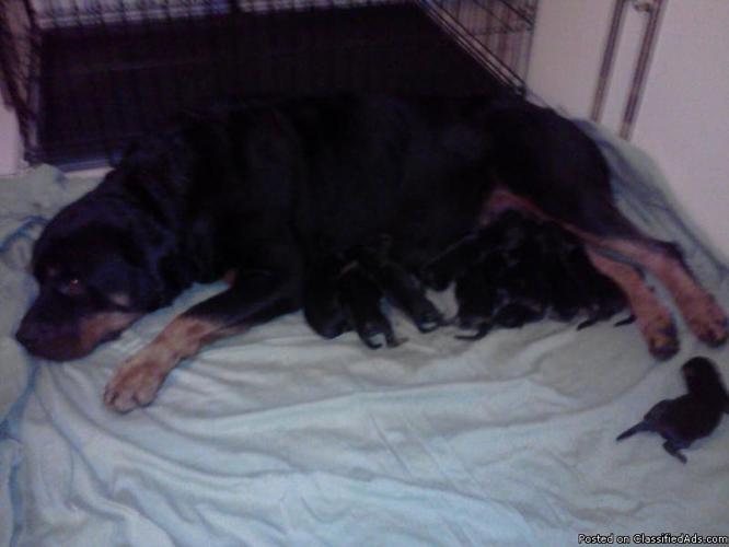 ROTTWEILER PUPPy FOR SALE - Price: $600.00