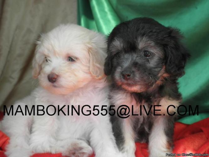 SCHNOODLE PUPPIES FEMALES - Price: 275
