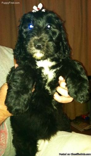 SHEEPADOODLE PUPPIES due around May 10th 2013 - Price: 900.00