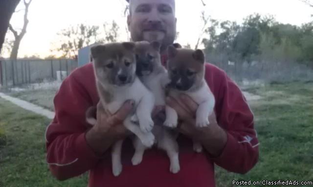 Shiba Inu puppies for sale - Price: $700