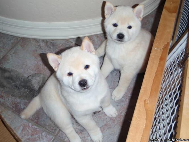 Shiba Inu Puppies 