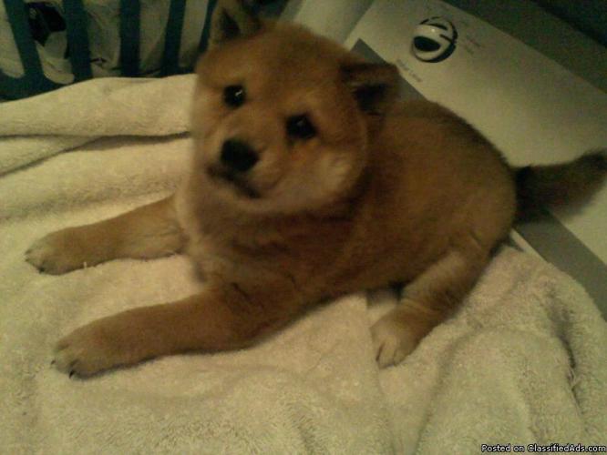 Shiba Inu Puppy - Price: $750