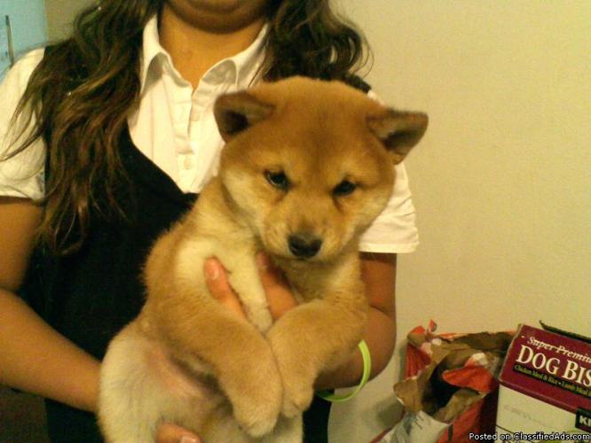 Shiba Inu Puppy Red Male - Price: $750