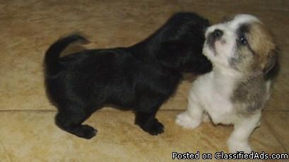 ShiChi Puppies - Price: 150