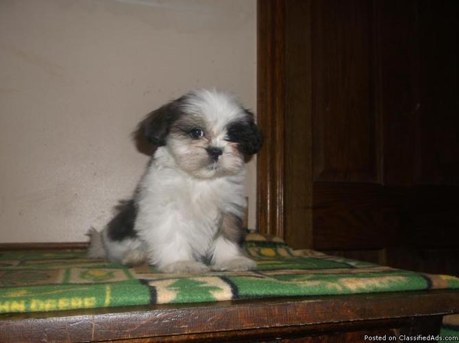 Shichon or zuchon Puppies Available Now. - Price: 450.00