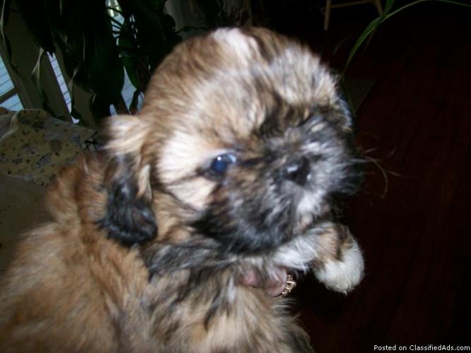 shih-tzu puppies c.k.c.reg. Two litters to choose from - Price: 400.00