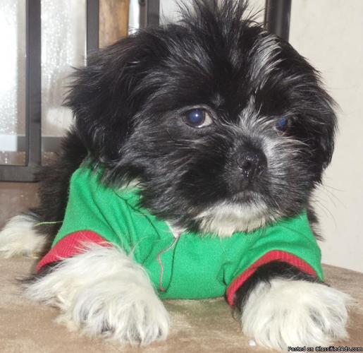 Shih Tzu puppies for sale - Price: negotiable