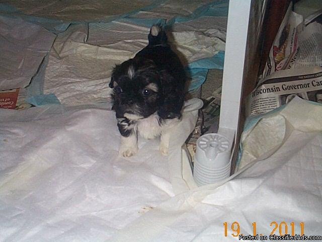 shih-tzu puppies for sale