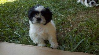 Shih Tzu Puppies Need A New Home For Sale In Dayton Tennessee Best Pets Online