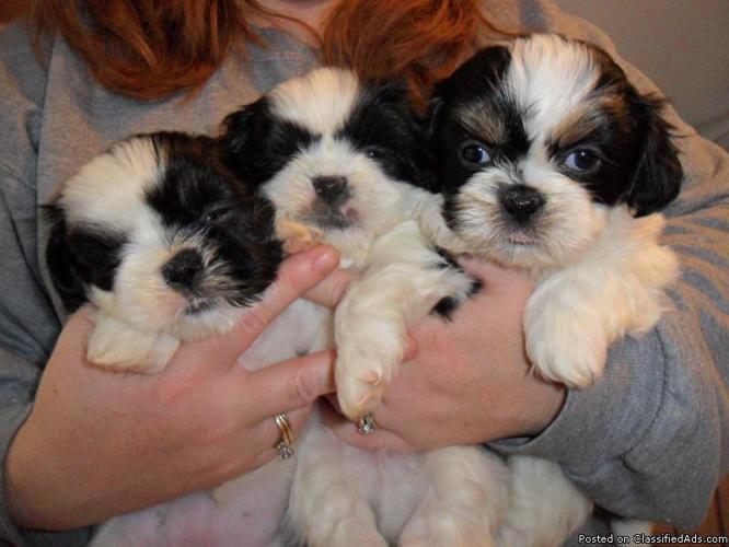 Shih-Tzu Puppies - Price: $200.00 adoption fee
