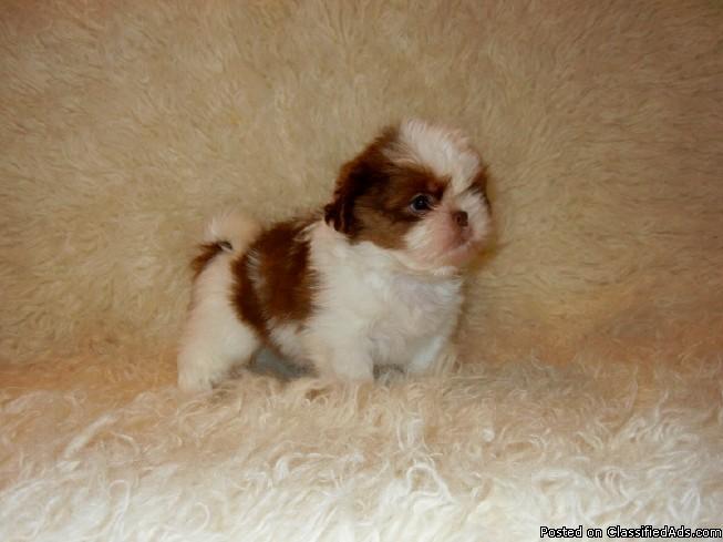 Shih Tzu Puppies Price 250 00 For Sale In Belle Missouri Best Pets Online