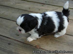 Shih Tzu Puppies Price 300 00 For Sale In Fayetteville Arkansas Best Pets Online