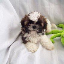 Shih Tzu Puppy Price 350 For Sale In East Tawas Michigan Best Pets Online