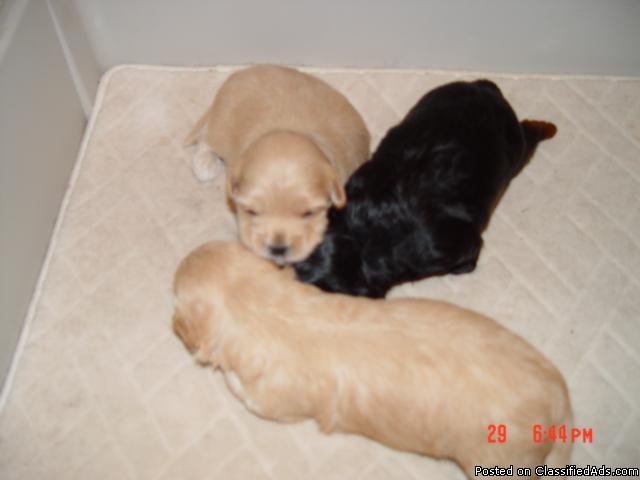 Shihpoo/Maltipoo Puppies - Price: $300.00