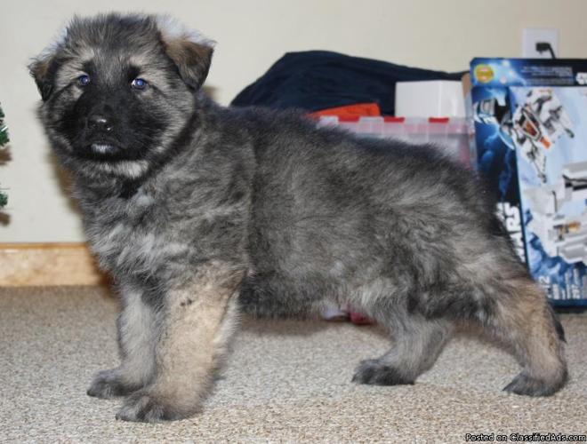 Shiloh Shepherd Puppies For Sale In Pa Puppies Highland Hills