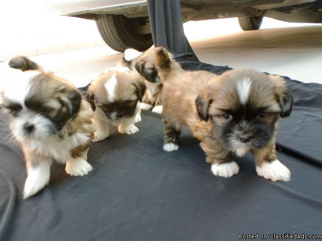 shitzu puppies - Price: 500