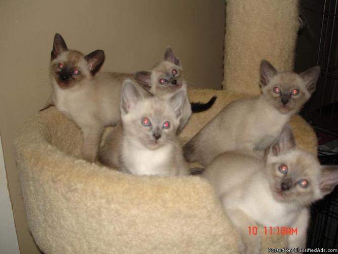 Siamese kittens CFA Registered - Price: 300.00