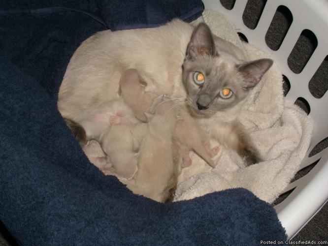 Siamese Kittens Cute Adorable Registered - Price: 250.00