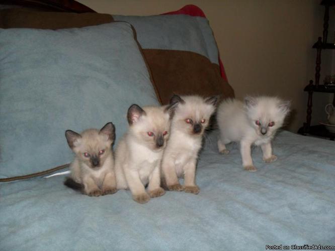 Siamese Kittens - Price: $200.00
