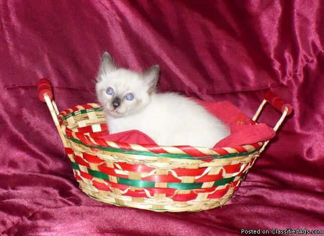 Siamese Kittens, Seal Point Pure Bred TCA. - Price: $250