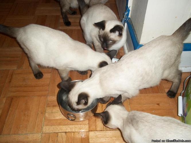 Siamese Male kittens 3/4 months - Price: $100.00-$125.00