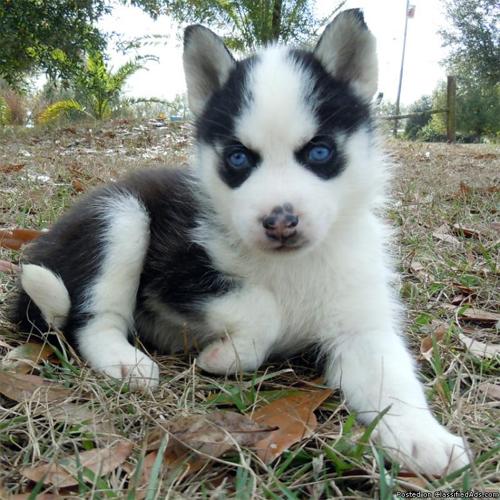 siberian husky puppies located in fl price 600 20427511