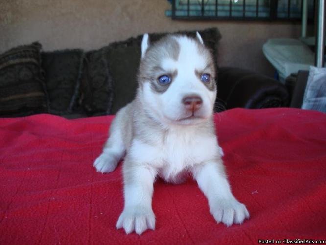 Siberian Husky Pups - Price: 600.00
