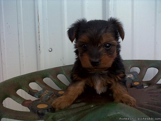 Silky/Yorkie Male Puppy for sale - Price: 450