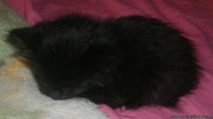 Six Black Kittens - Price: $5 or less