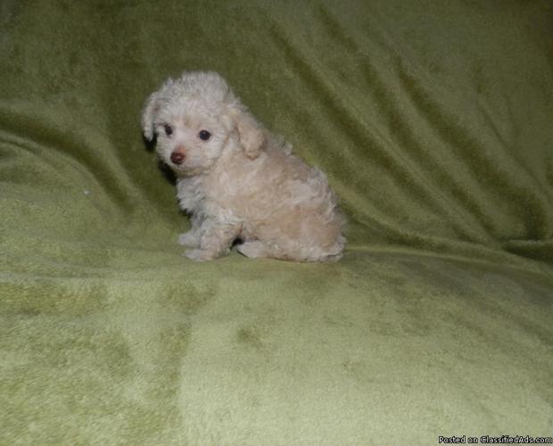 Small Toy Poodle Puppies - Price: 500.