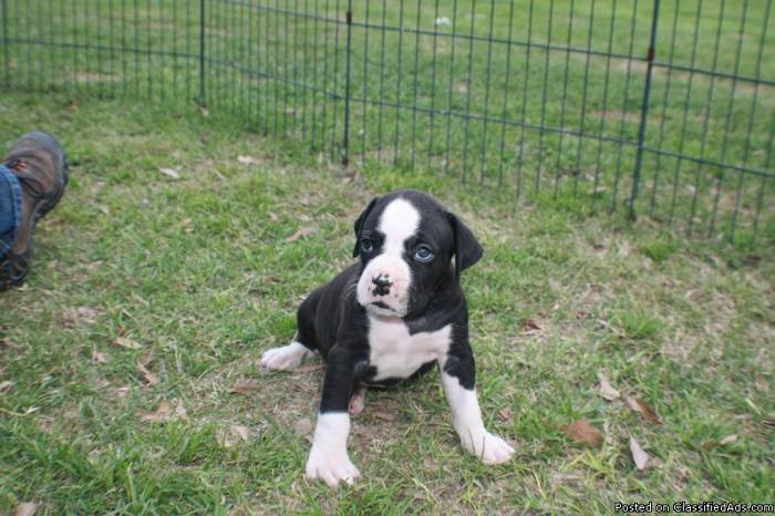 SOLD !SOLD !SOLD! MUST SEE AKC BLACK (SEALED BRINDLE) BOXER PUPPY FOR SALE!!!!!!!!!!!!!!!!!! - Price: $800