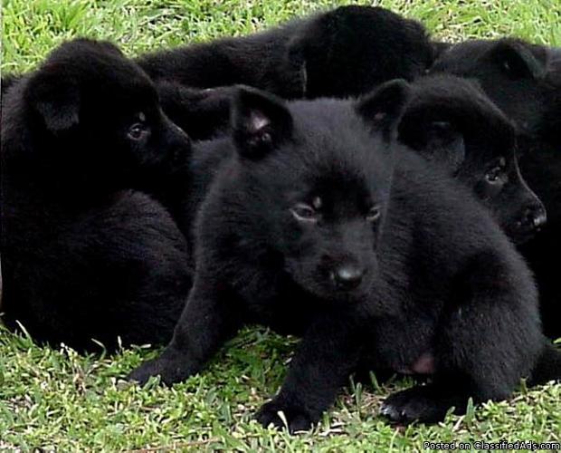 Solid black German Shepherd Puppies - Price: $600