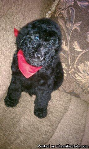 Standard Poodle Puppies - Price: $400-$500