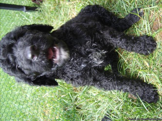 Standard poodle puppies - Price: 400.00
